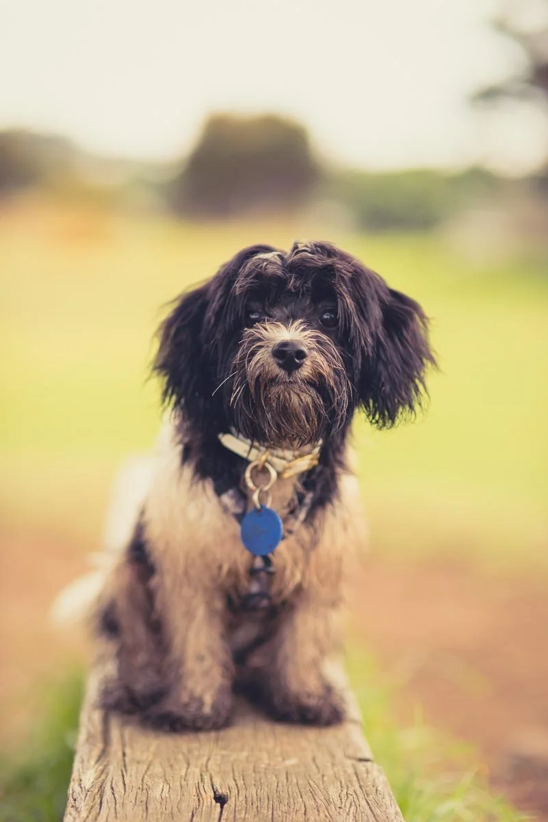 Short dog best sale walks near me